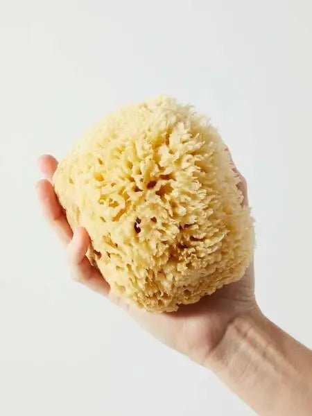Natural Sea Sponge - BY THE PEOPLE SHOP | PAUSE MORE, LIVE MORE