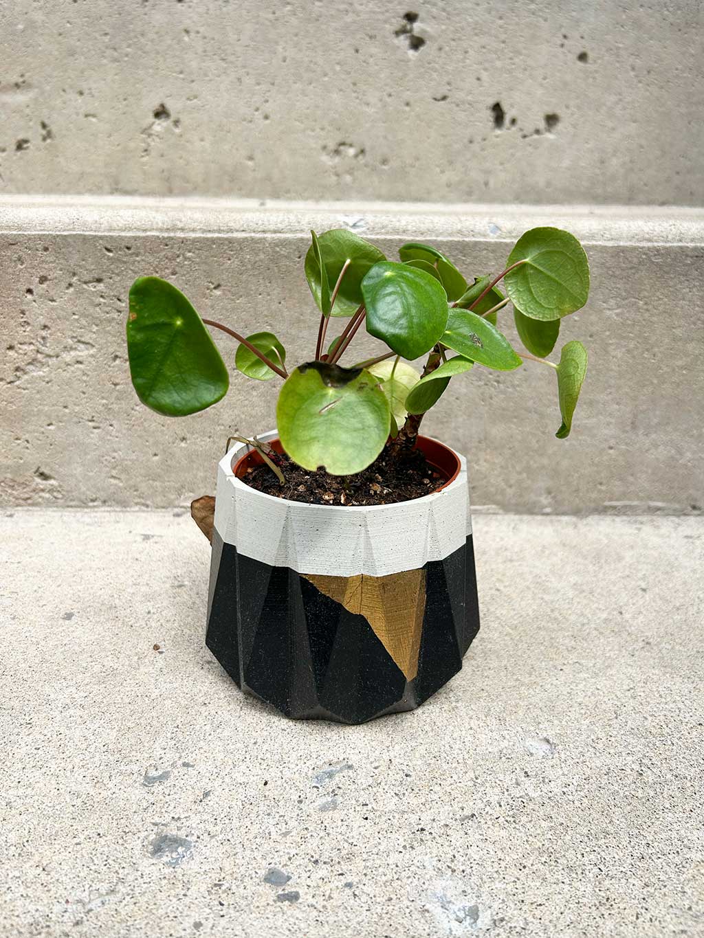 The Poppi Planter Black + Gold - BY THE PEOPLE SHOP | PAUSE MORE, LIVE MORE